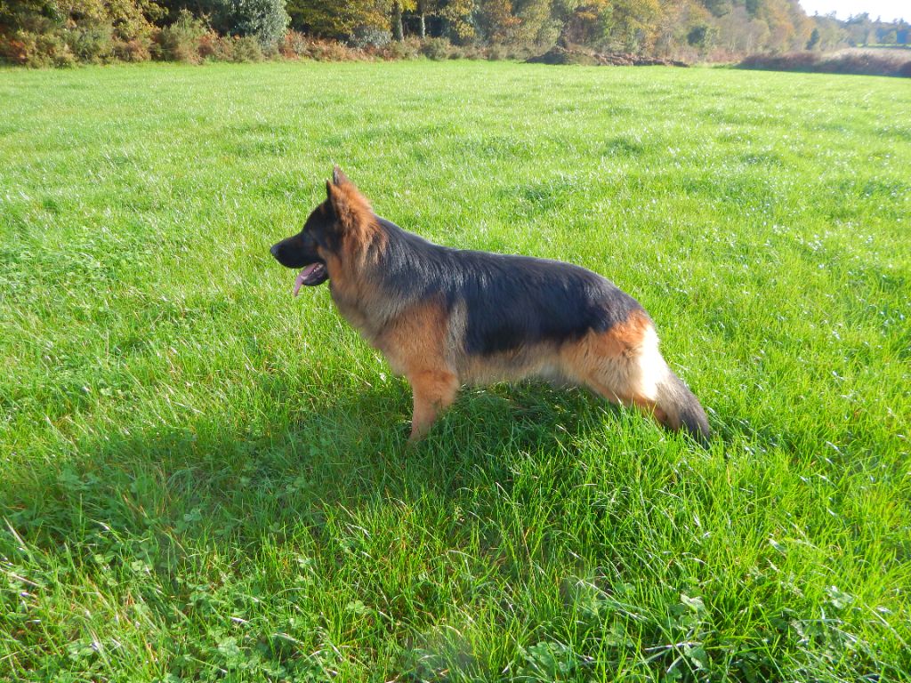 Tyler Of Breizh Shepherd