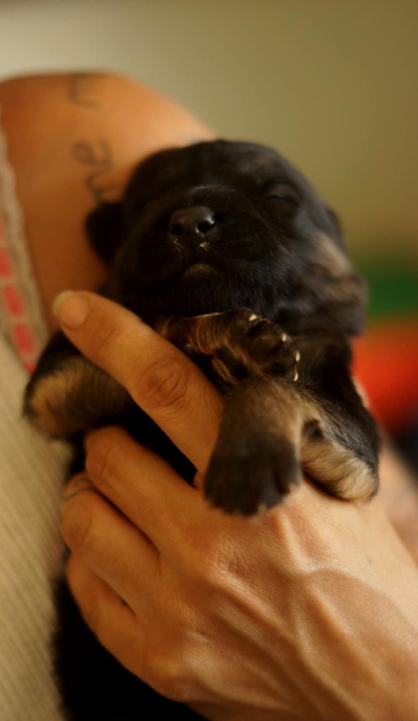 Alexandra Guigner - Chiots disponibles - Berger Allemand Poil Long