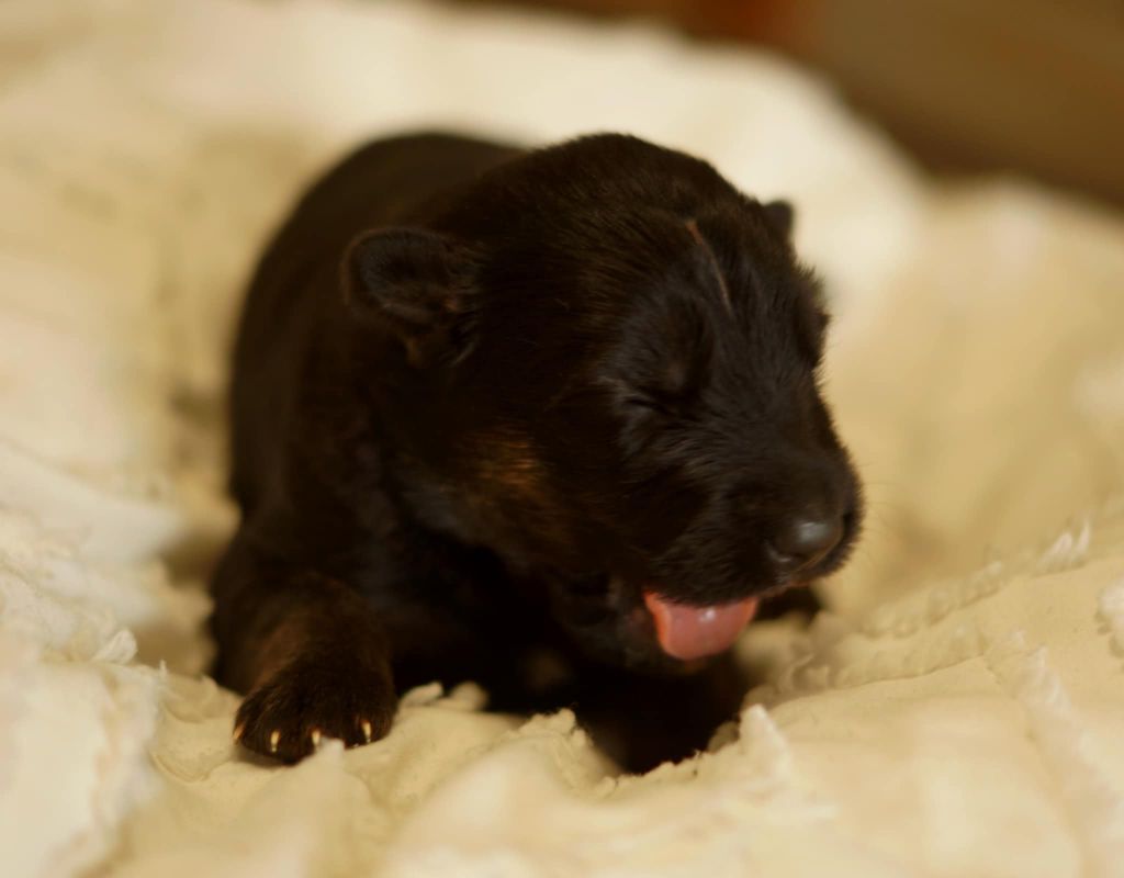 Alexandra Guigner - Chiots disponibles - Berger Allemand Poil Long