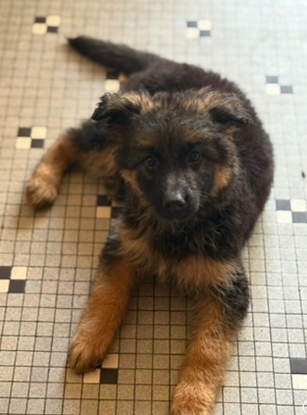 Alexandra Guigner - Chiots disponibles - Berger Allemand Poil Long
