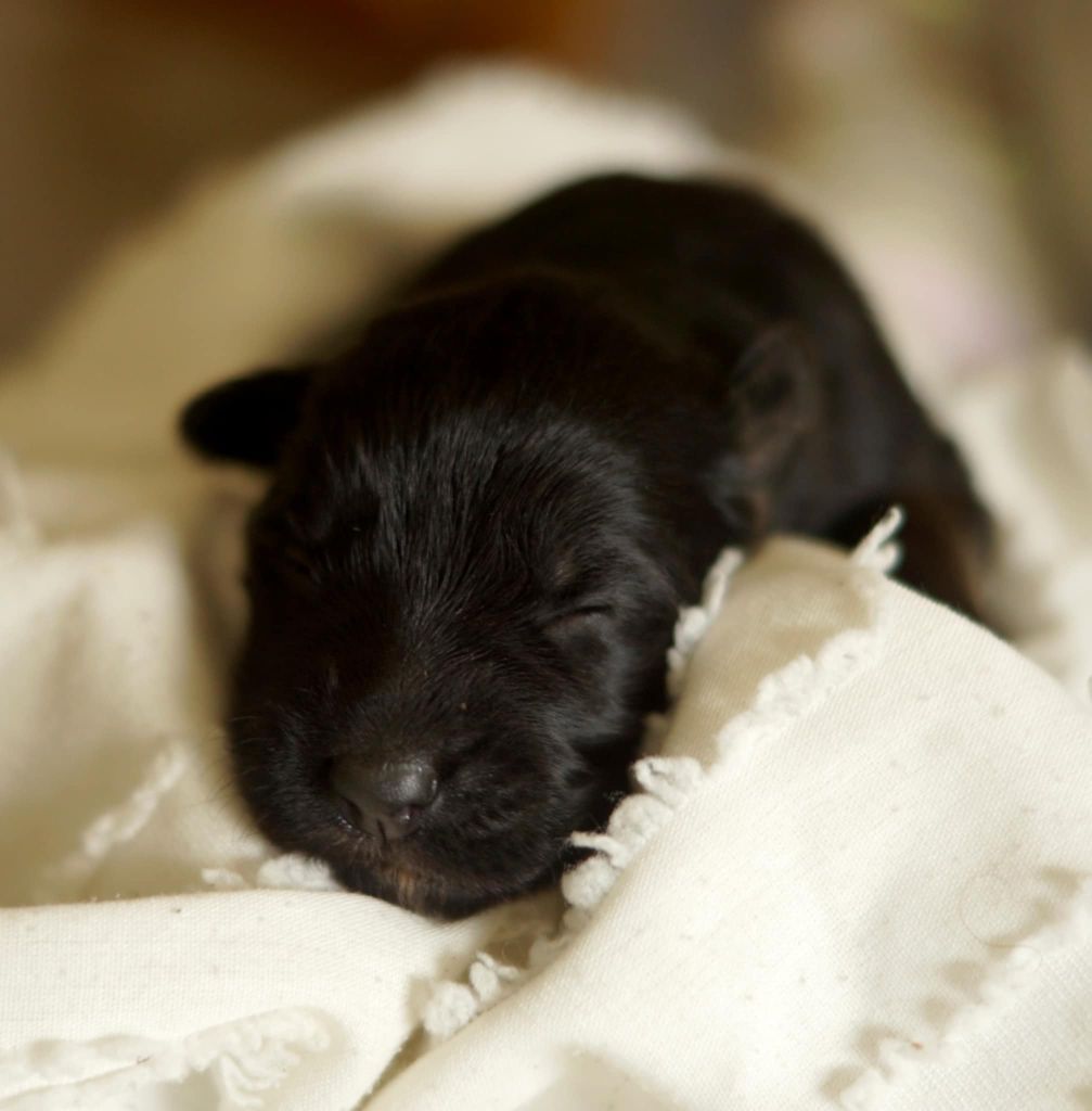 Alexandra Guigner - Chiots disponibles - Berger Allemand Poil Long