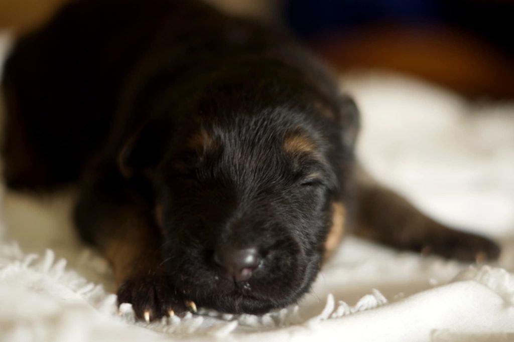 Alexandra Guigner - Chiots disponibles - Berger Allemand Poil Long