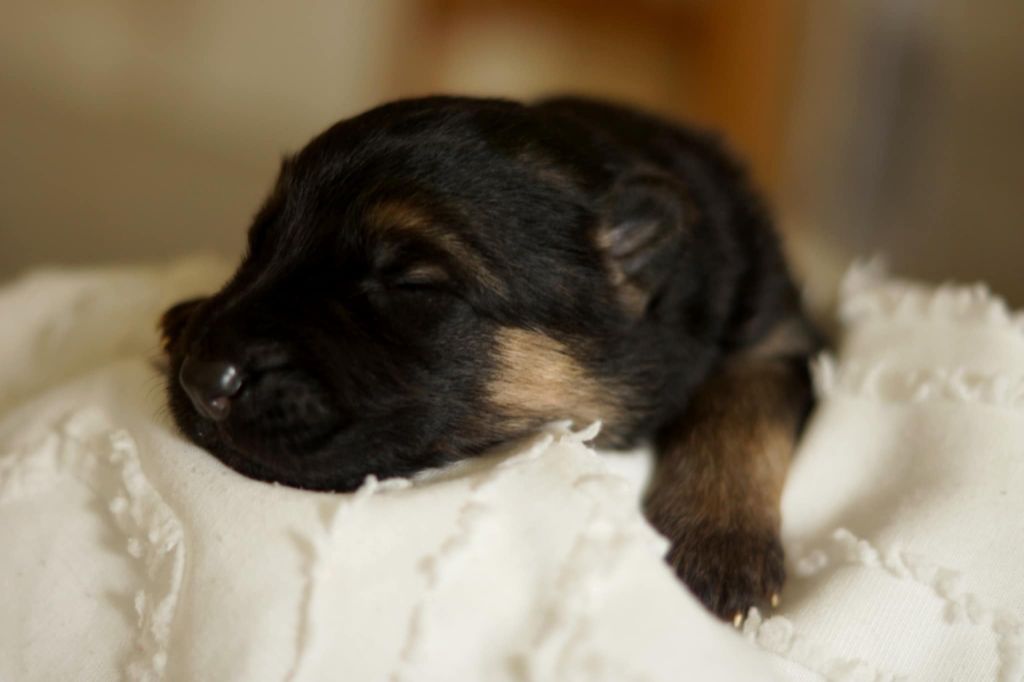 Alexandra Guigner - Chiots disponibles - Berger Allemand Poil Long