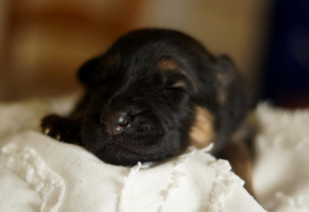 Alexandra Guigner - Chiots disponibles - Berger Allemand Poil Long