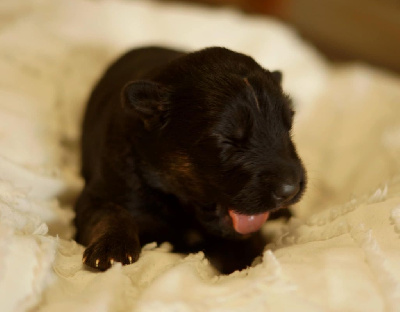 CHIOT 5