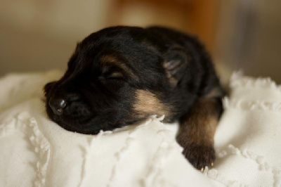 CHIOT 4