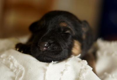 CHIOT 3