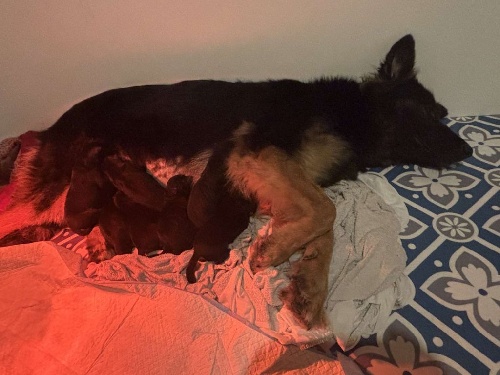 Chiot Berger Allemand Poil Long Alexandra Guigner
