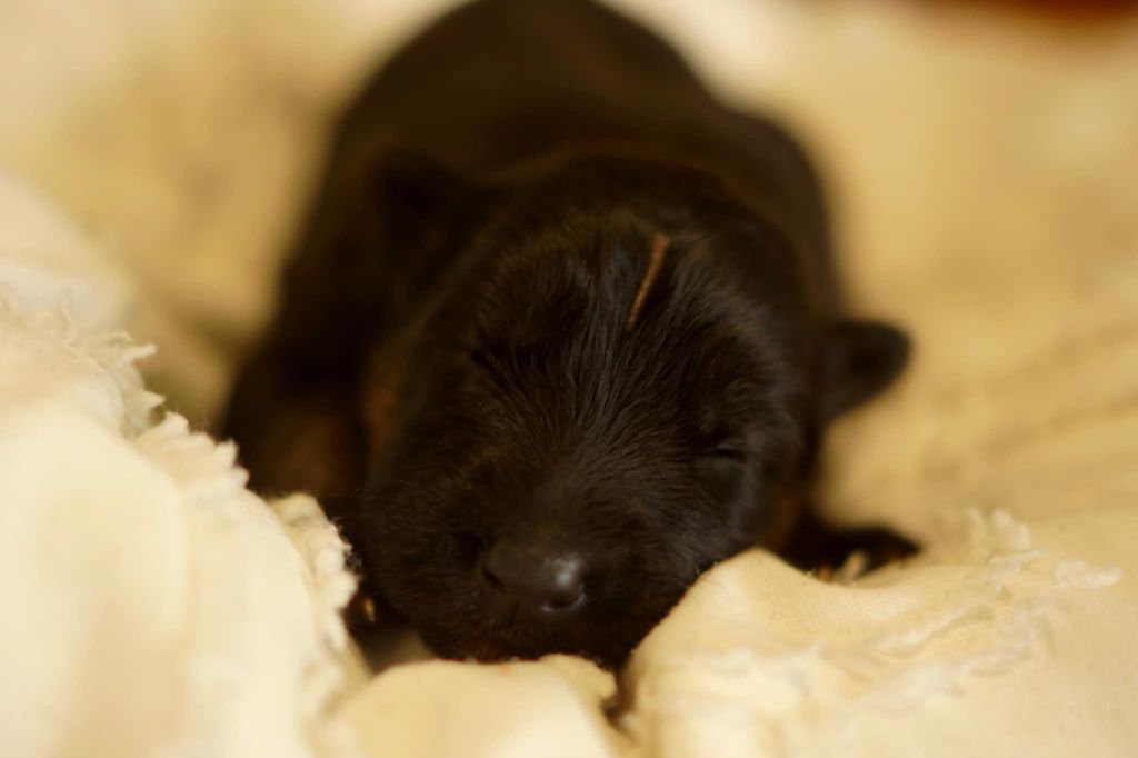 Alexandra Guigner - Chiots disponibles - Berger Allemand Poil Long
